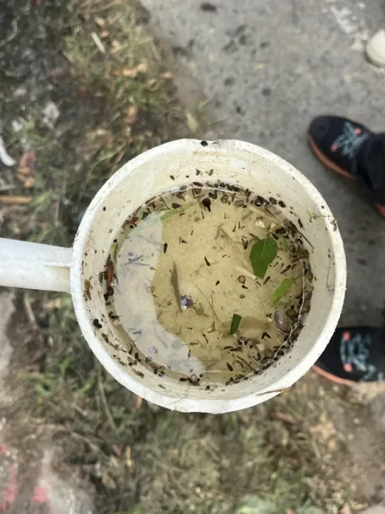 mosquito collection