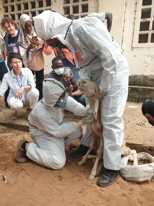 field diagnostics goat