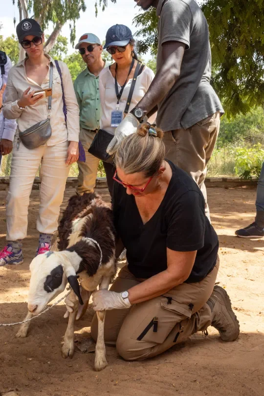 tick collection from a goat