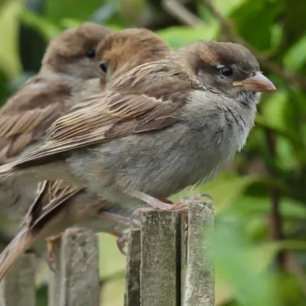 Perched sparrows
